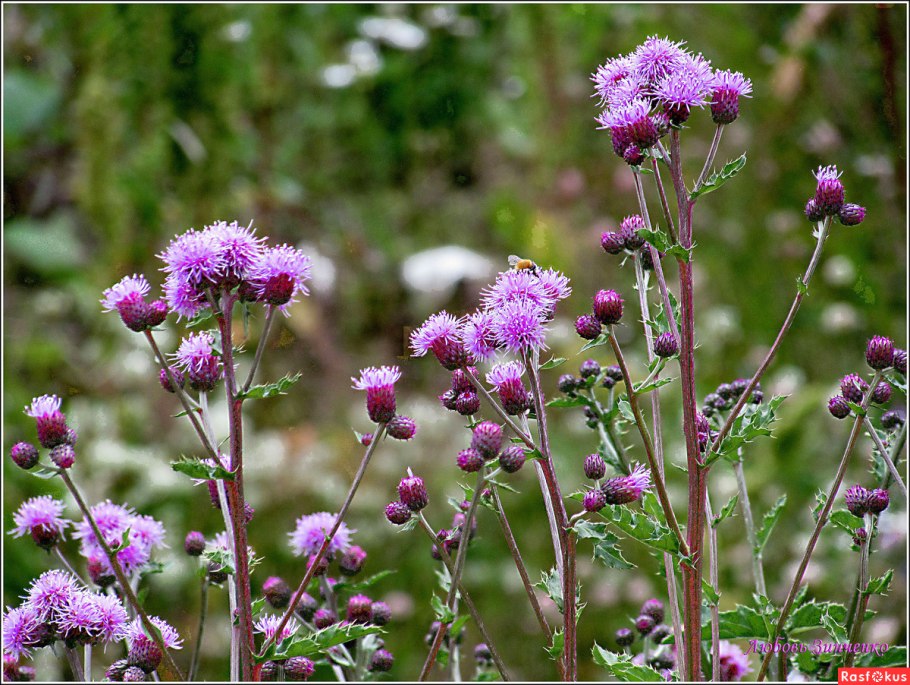 Бодяк полевой Cirsium arvense (l.) SCOP.