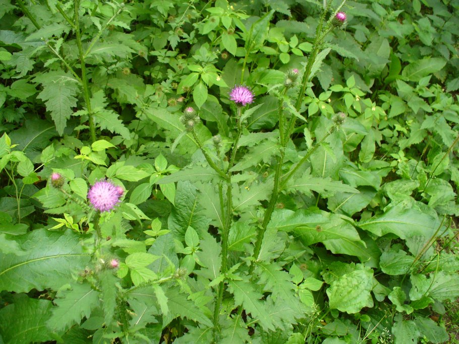 Бодяк полевой (Cirsium arvense)