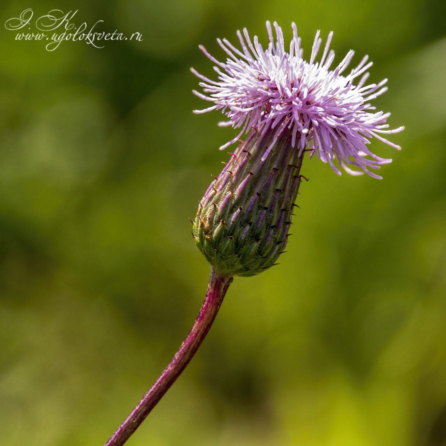 Бодяк обыкновенный (Cirsium vulgare)