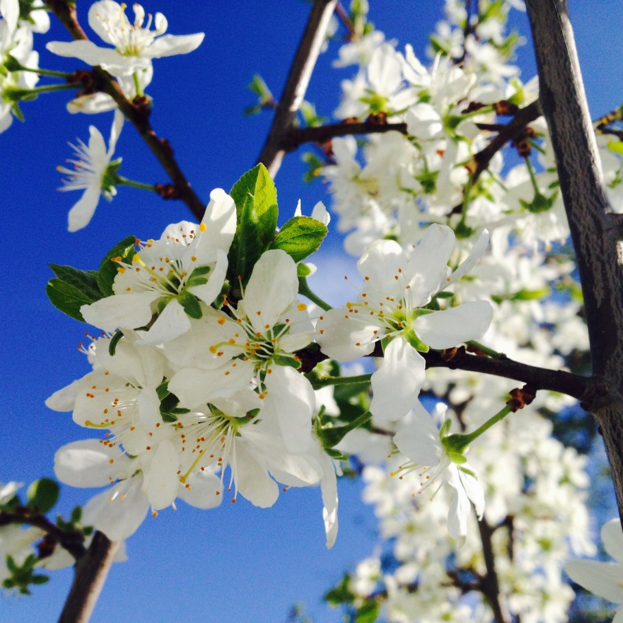 Весна деревья в цвету