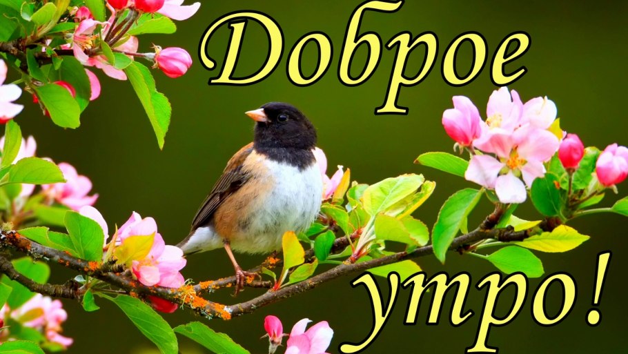 Птицы на цветущих ветках