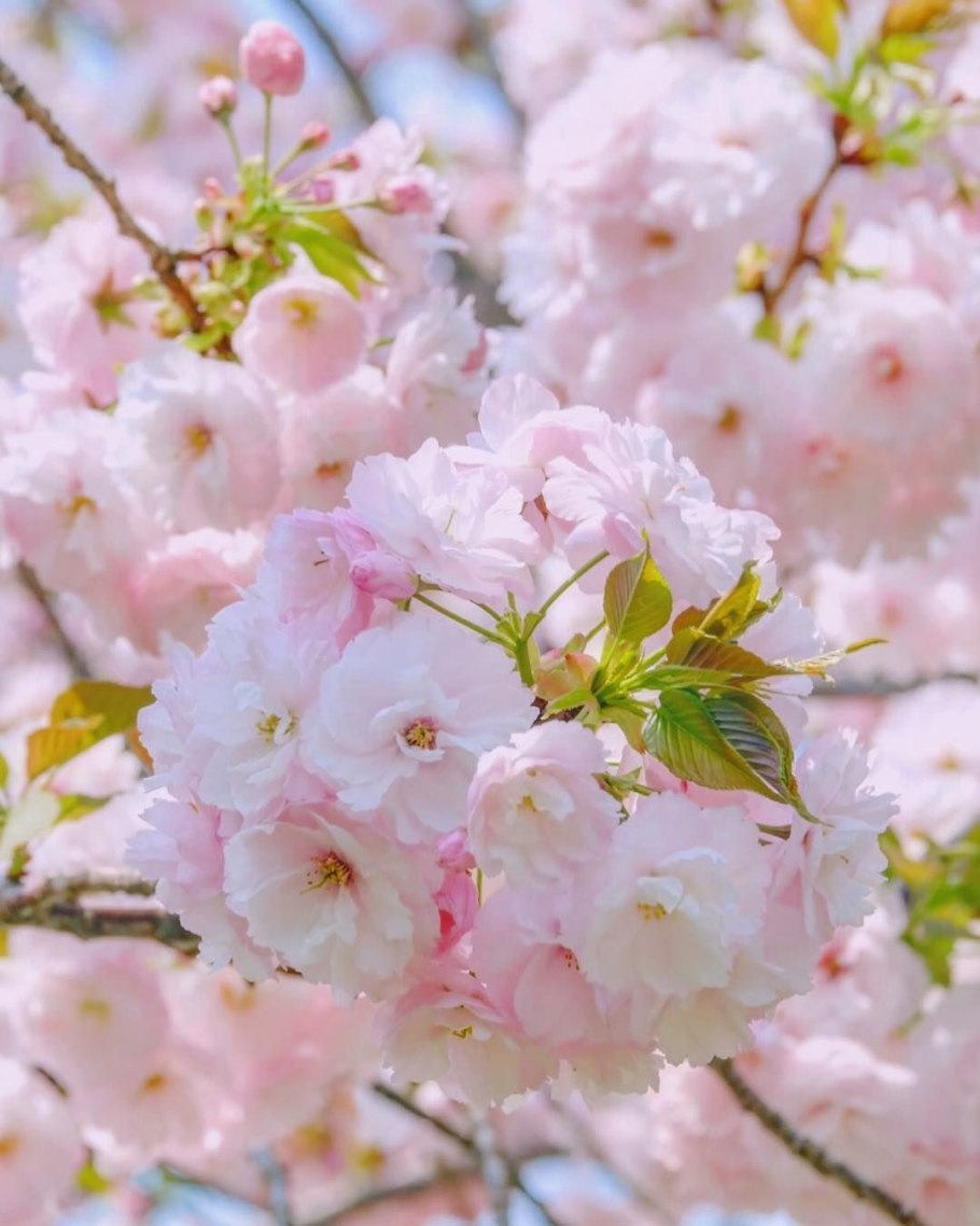 Цветущая вишня