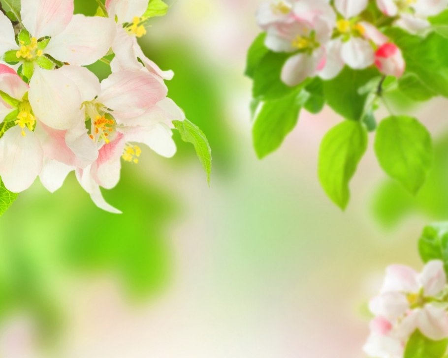 Ветка Сакуры вертикально