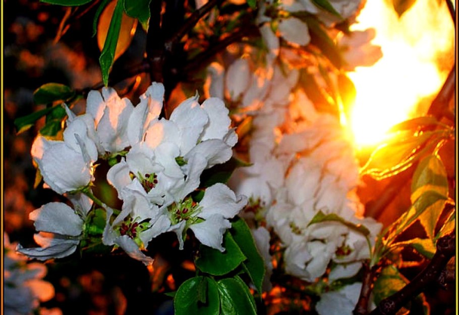 Цветение вишни