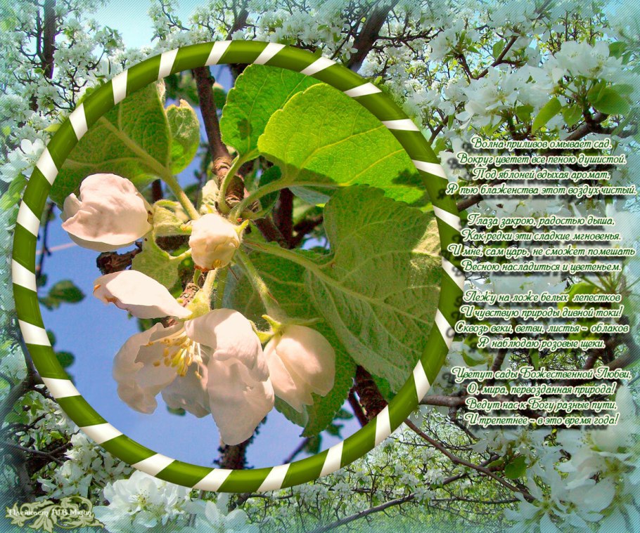 Стихи про Яблоневый цвет