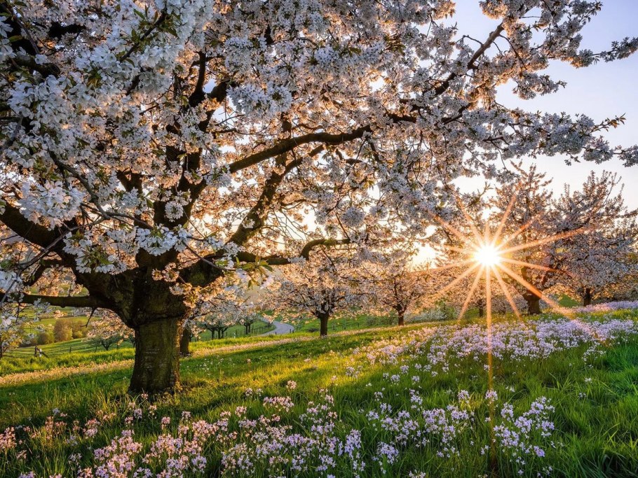 Весенний фон