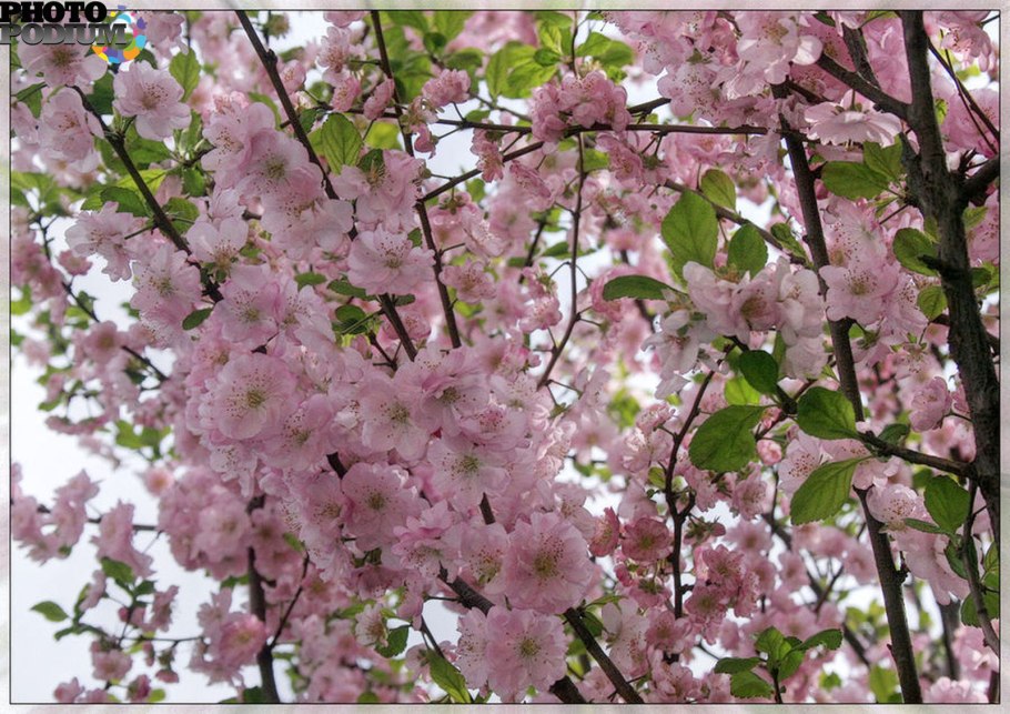 Яблони цветет Георгиевская лента