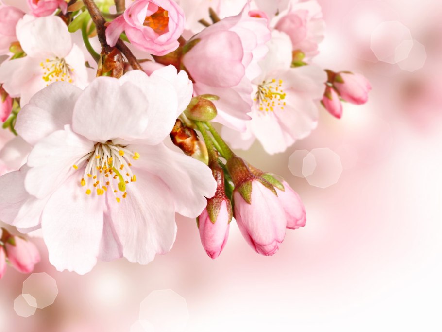 Птицы цветы солнце