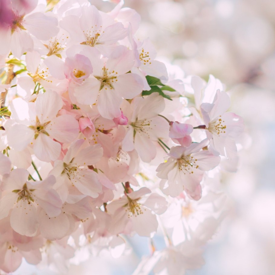 Весенний дождь и цветущие деревья