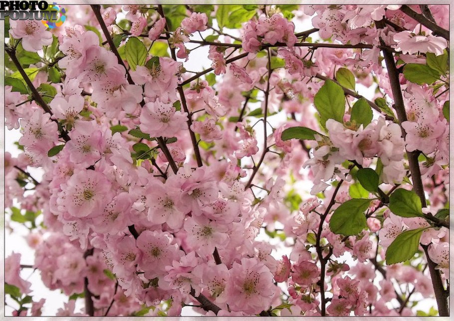 Доброго дня с цветущей вишней