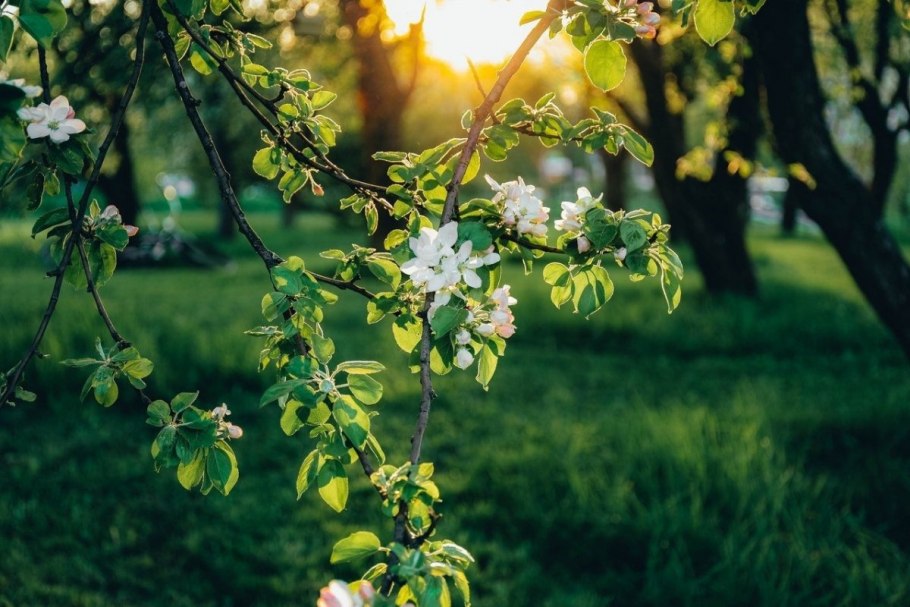 Цветение яблони СПБ