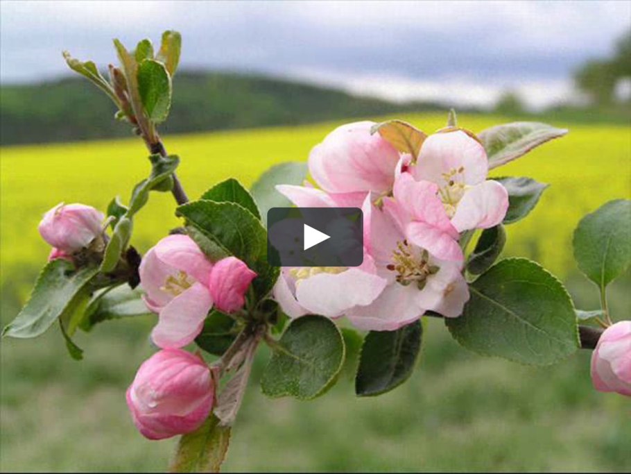 Цветущая яблоня