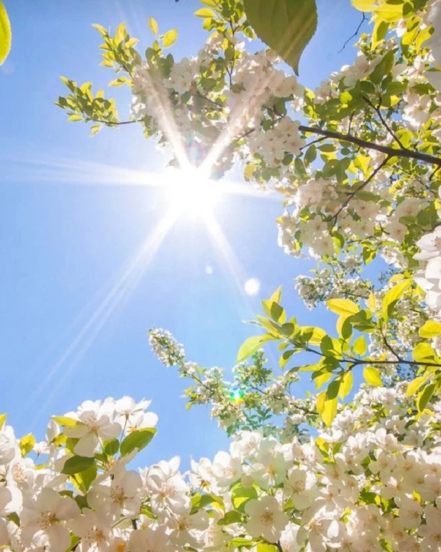 Весеннее утро в саду