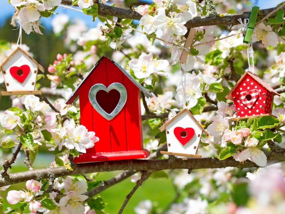 Яблоневый сад вишневый сад