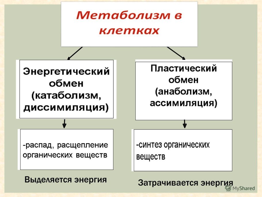 Обмен веществ энергетический и пластический схема
