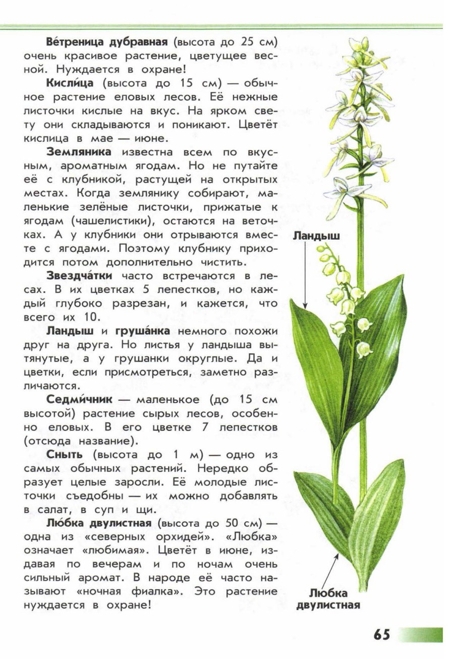 Жизненыеформы растений