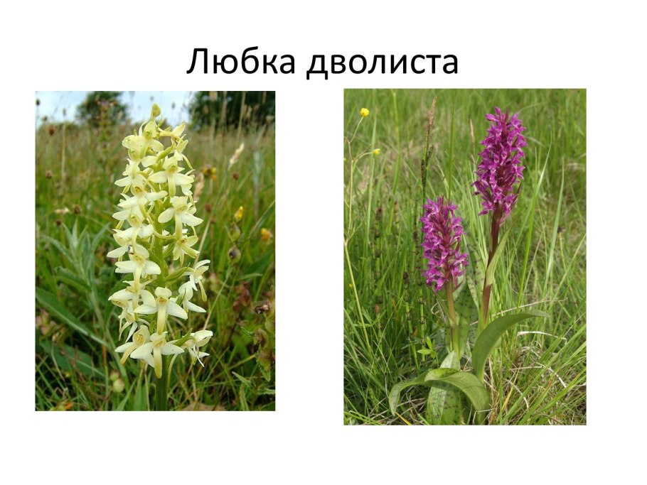 Двулетние растения цикл развития