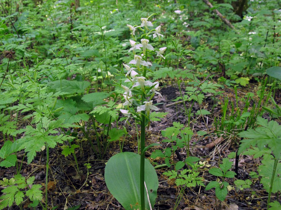 Любка двулистная и Иван-чай