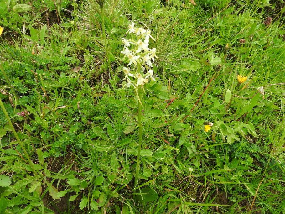Platanthera chlorantha