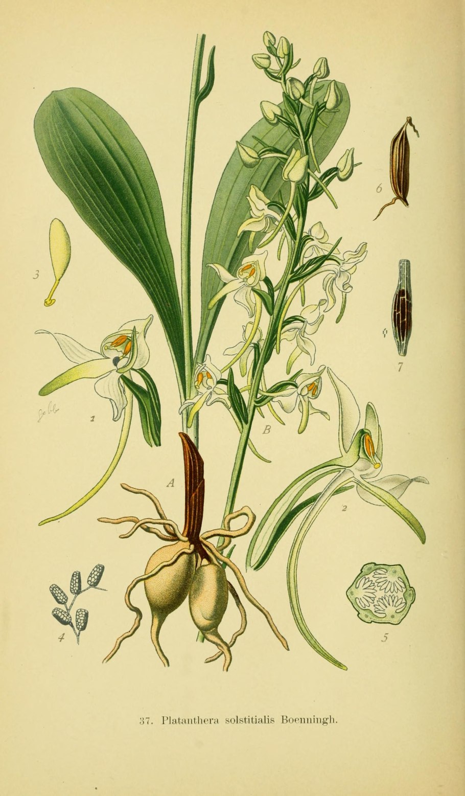 Platanthera Hyperborea фото