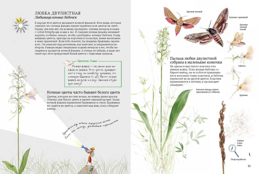 Шпорец цветка Любки двулистной