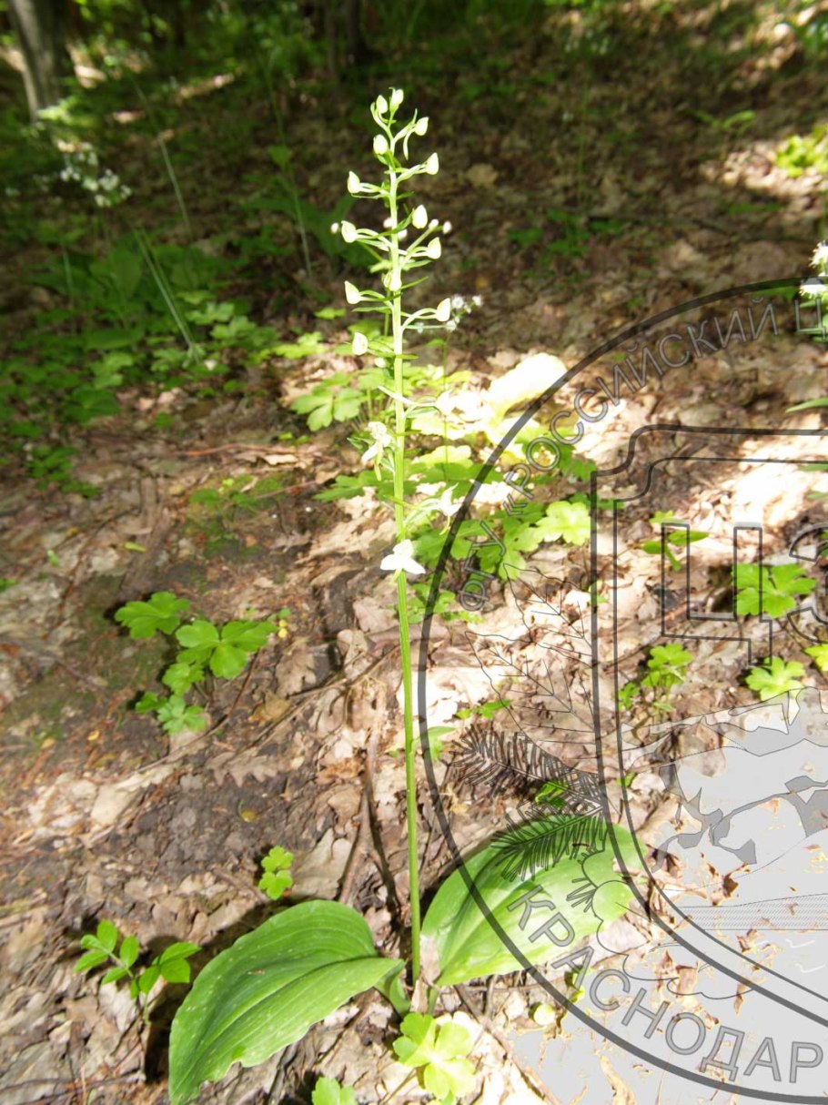 Любка Томская фото