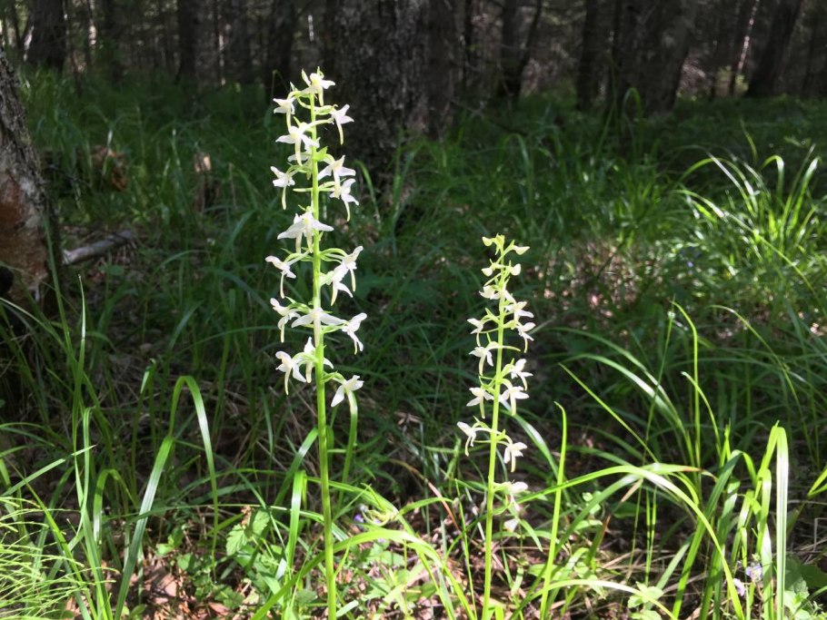 Любка двулистная