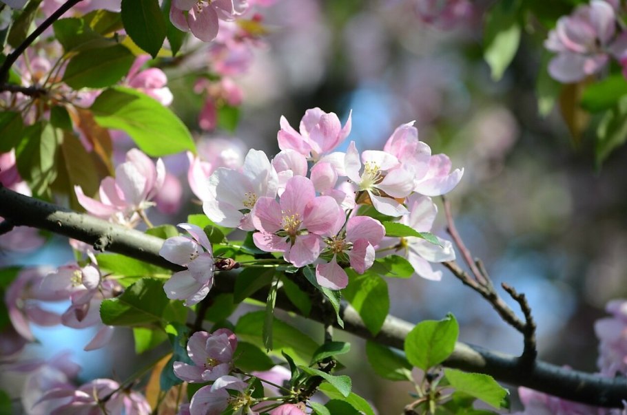 «Цветущие яблони» Клож