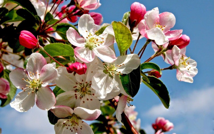 Яблоневый цвет Malus