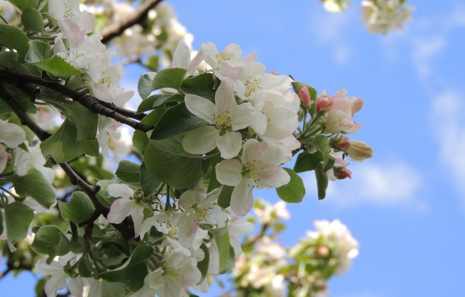 Семеренко яблоня цветет