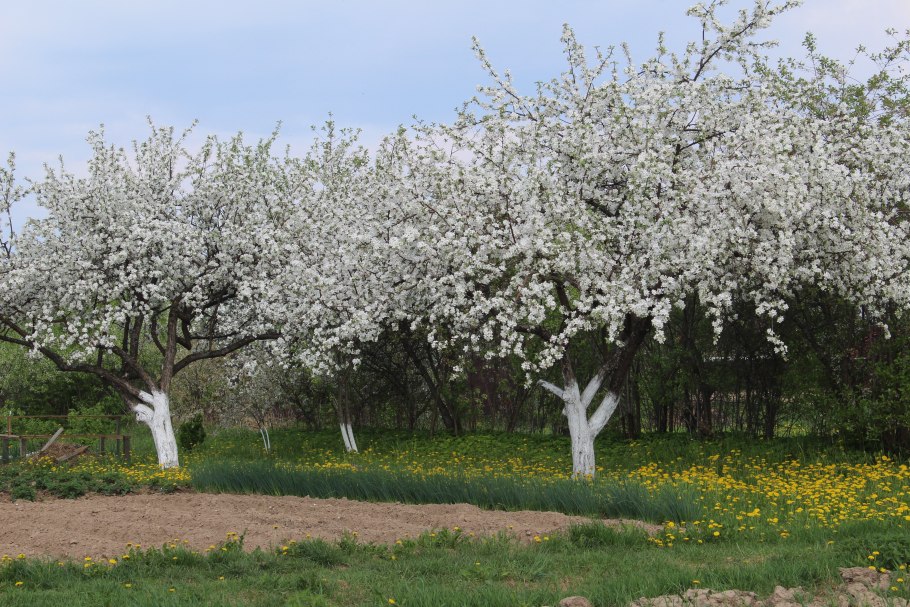 Яблоневый сад Верхотурье