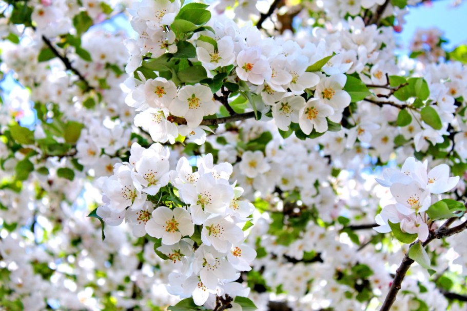 Яблоневый сад яблоня цветет