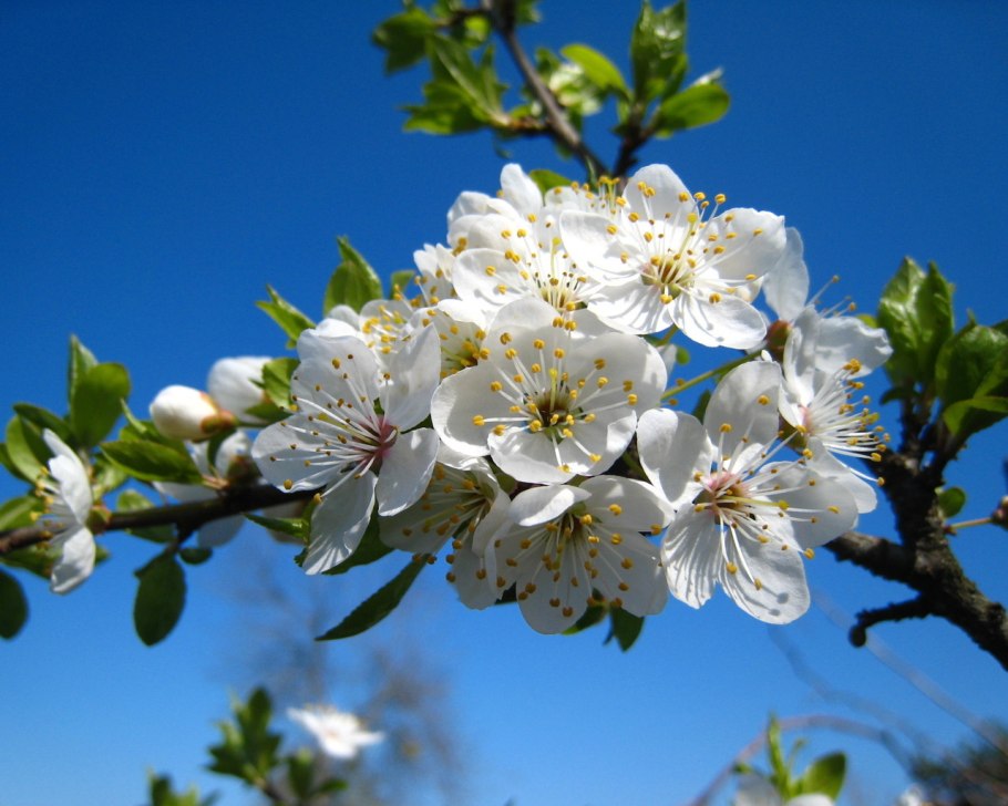 Вишни в цвету