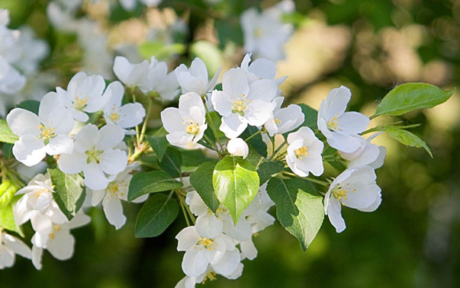 Семеренко яблоня цветет