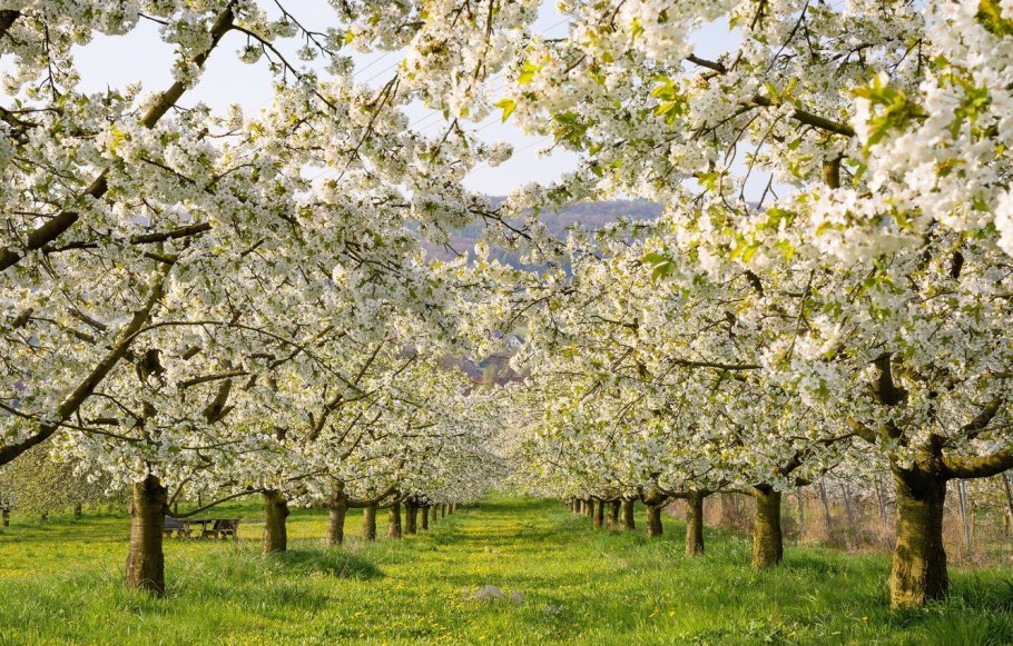 Ясная Поляна Яблоневый сад
