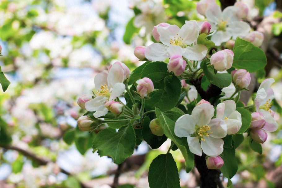 Антоновская яблоня цветет