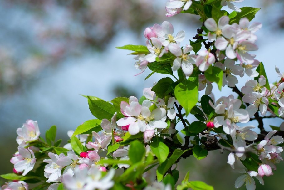 Весеннее цветение плодовых деревьев