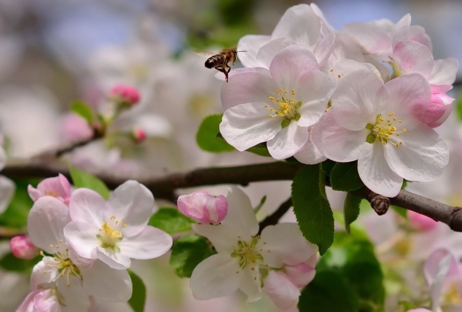 Весны творенье