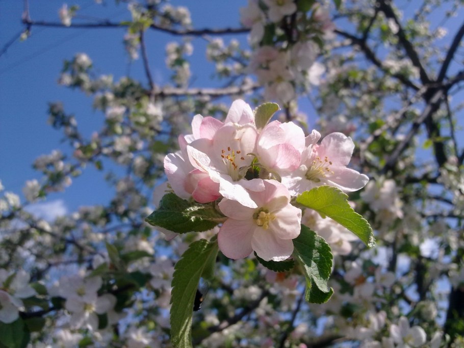 Яблоня апрельское