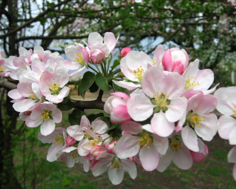 Яблоня Лемуана