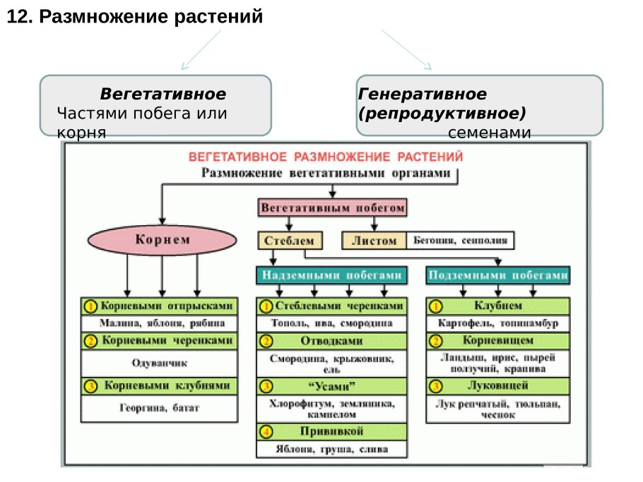 Способы вегетативного размножения растений схема