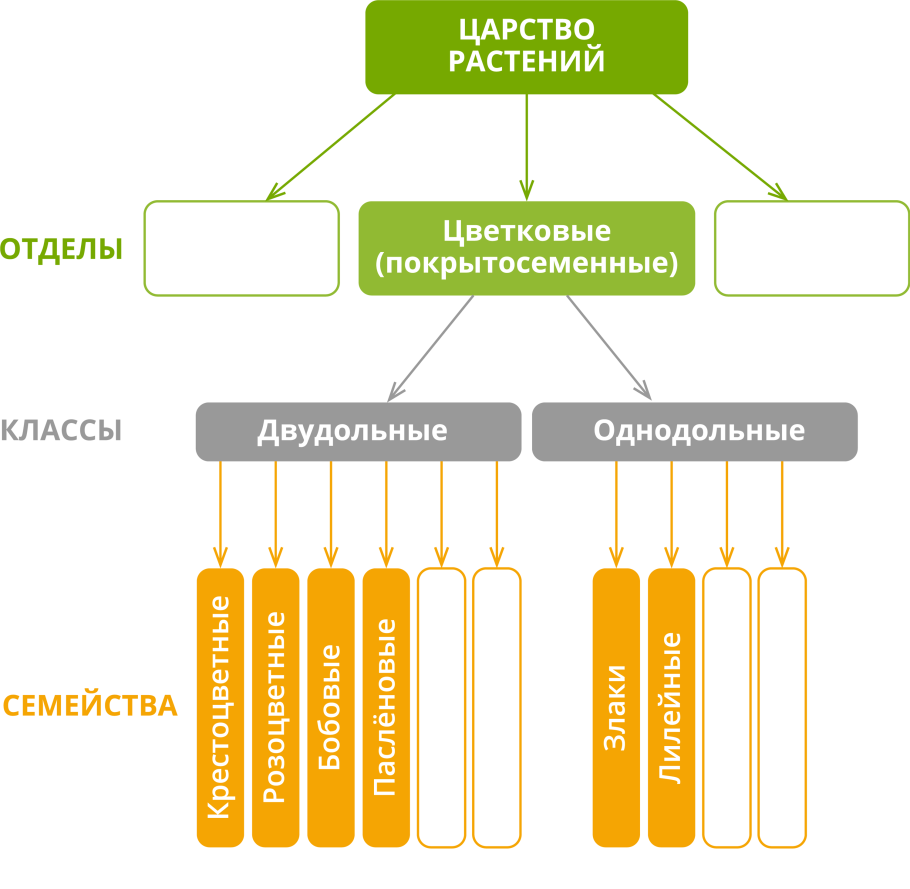 Покрытосеменные