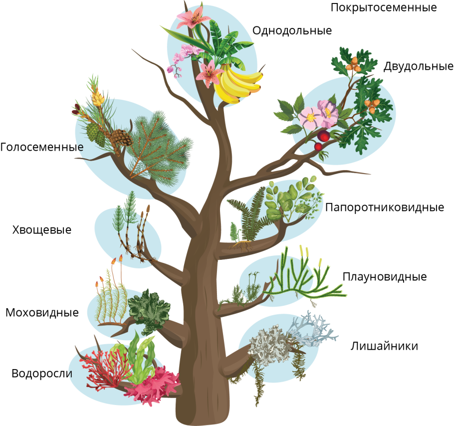 Систематика растений