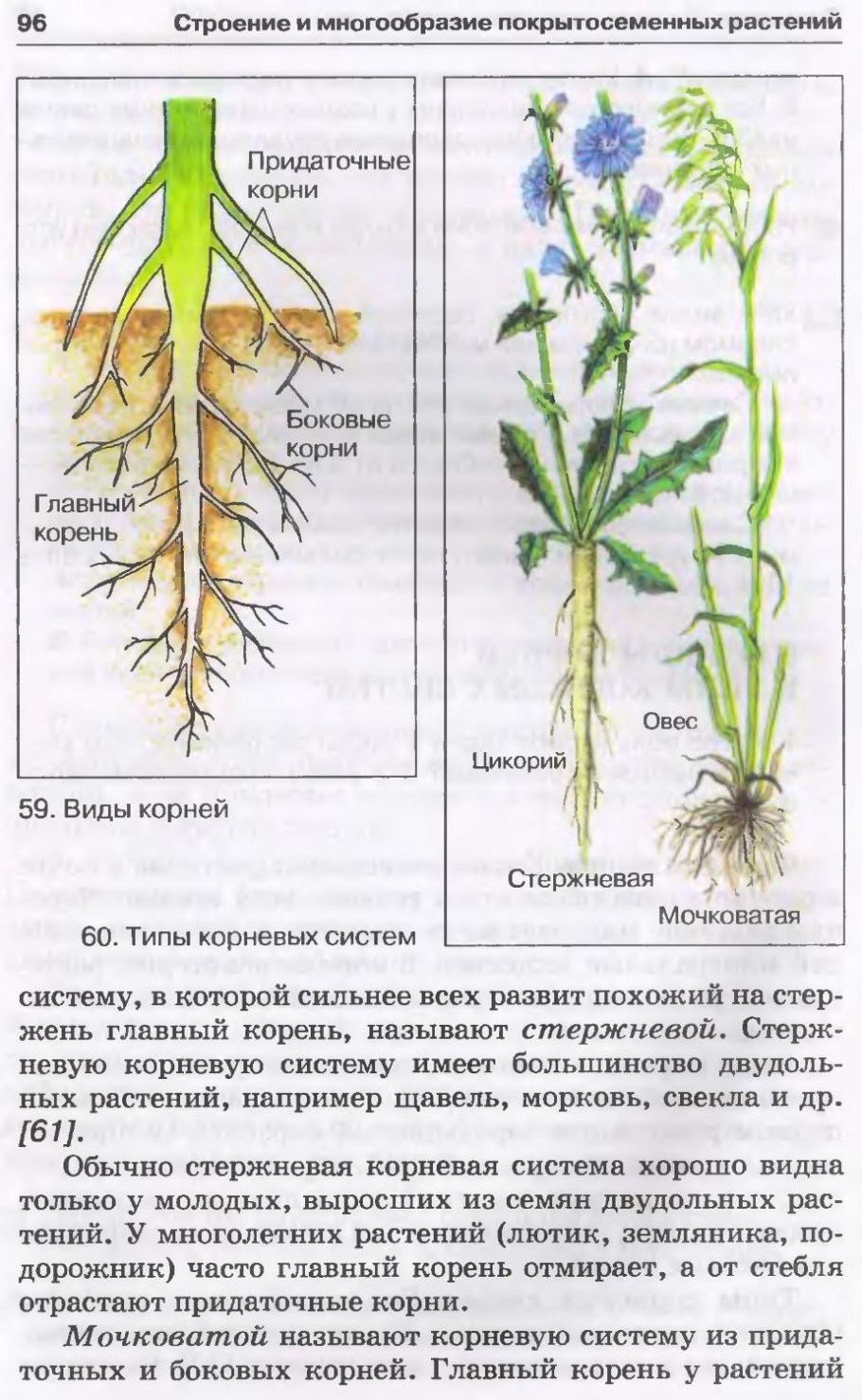 Какие корни у покрытосеменных растений. Типы корневых систем строение. Корневая система 6 класс биология.