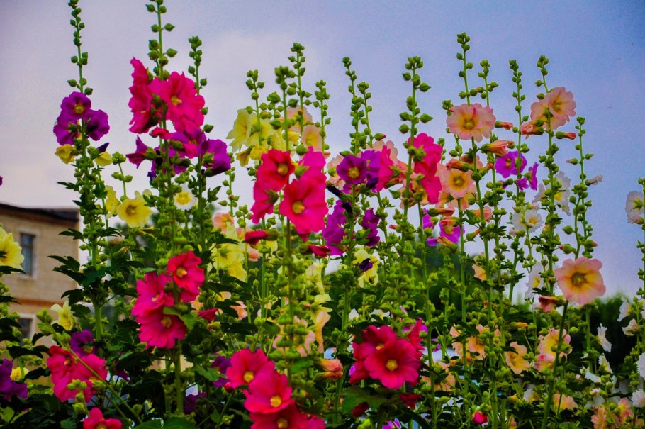 Мальва Садовая (шток-роза)