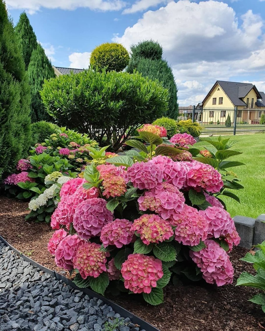 Гортензия Белла Рагацца