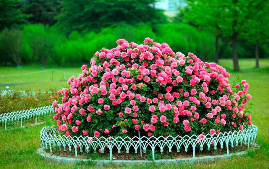 Роза Розария Югторсан