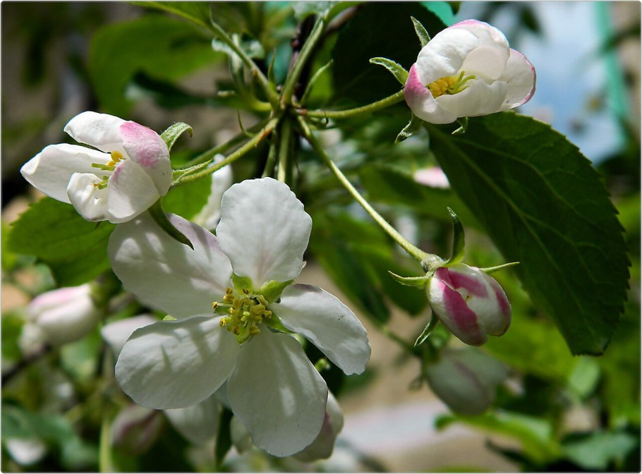 Косицын яблони