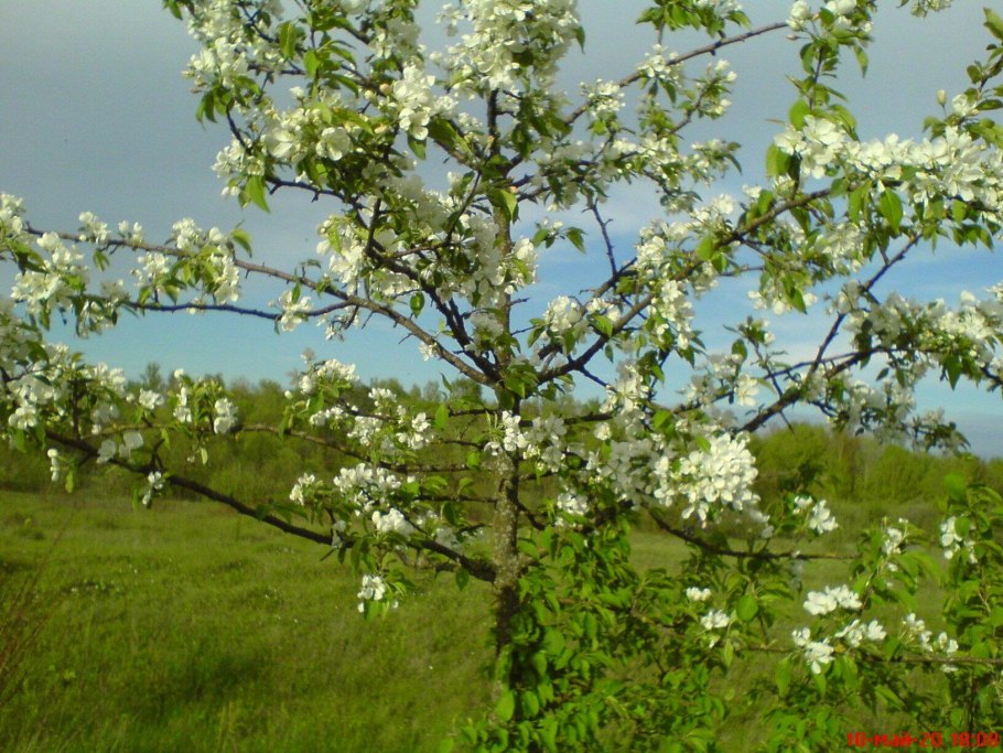 Луговые цветы Клевер одуванчик