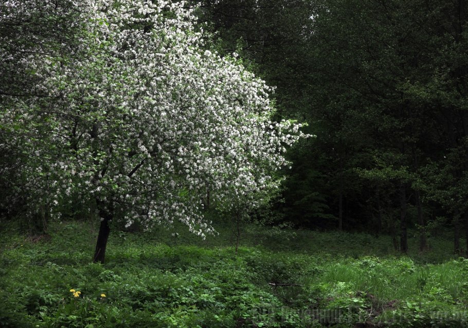 Яблоня Дикая Malus Sylvestris